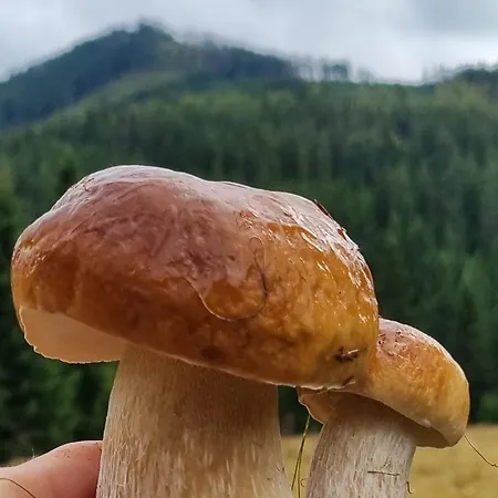 Πανσιόν Helena Honesova